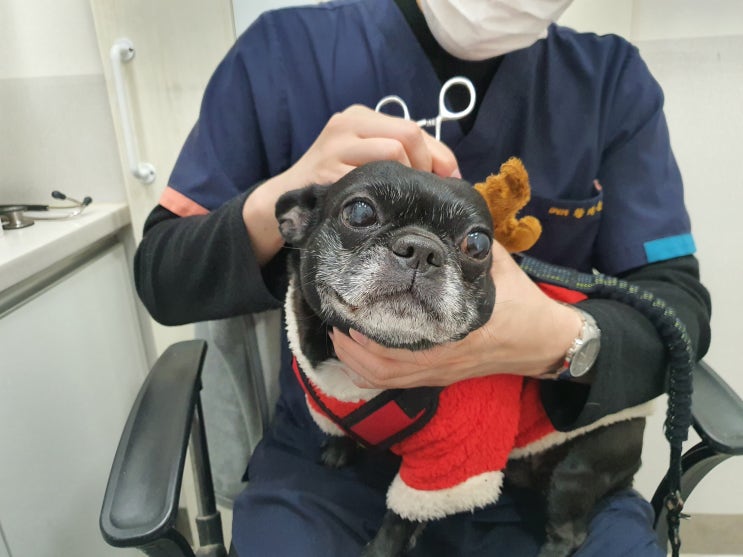  프렌치불독의 고질병 알러지귓병 언제 낫는거야