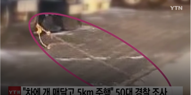 차에 개 매달고 5Km주행  깜빡했다?