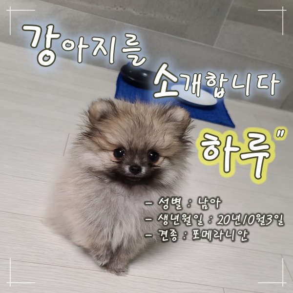  강아지 대통령,하루 story