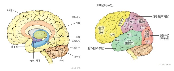 뇌발달에 따른 학습법 : 네이버 블로그