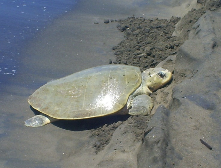 [멸종 위기 동물] 켐프각시바다거북 (Kemp’s Ridley Sea Turtle) : 네이버 블로그