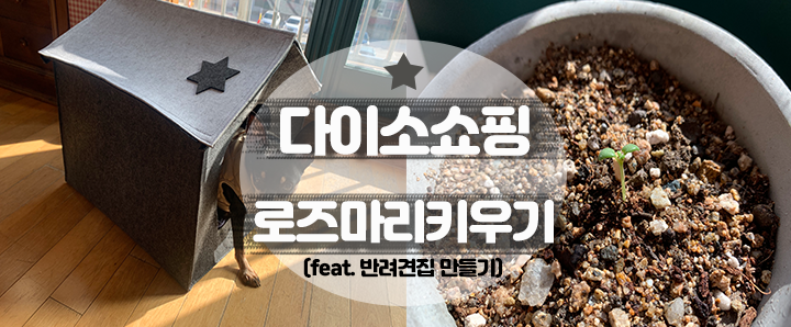 [다이소] 슬기로운 다이소 쇼핑_1편 : 로즈마리키우기 (feat. 반려동물용 펠트 하우스 : 5,000원의 행복)