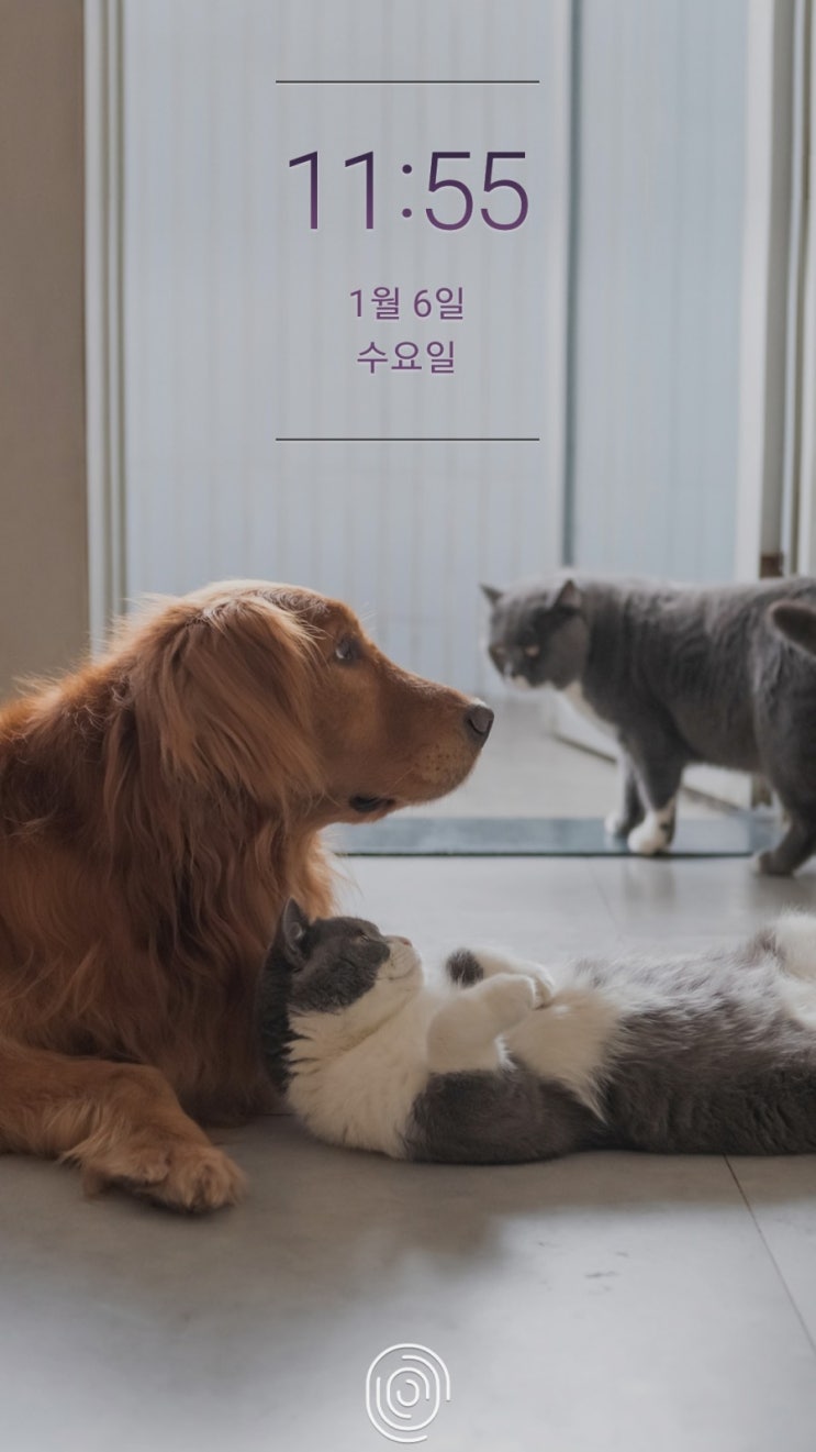 집사는 아니지만 동물 친구들은 보고 싶어, 갤럭시 다이내믹 잠금화면