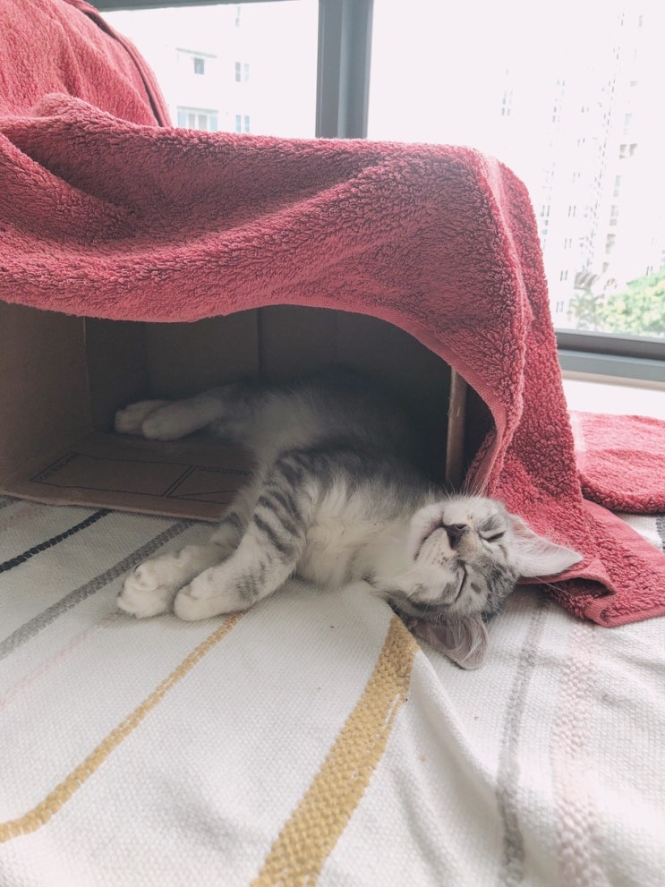  [싱가폴일상] 고양이의, 고양이를 위한, 고양이에 대한