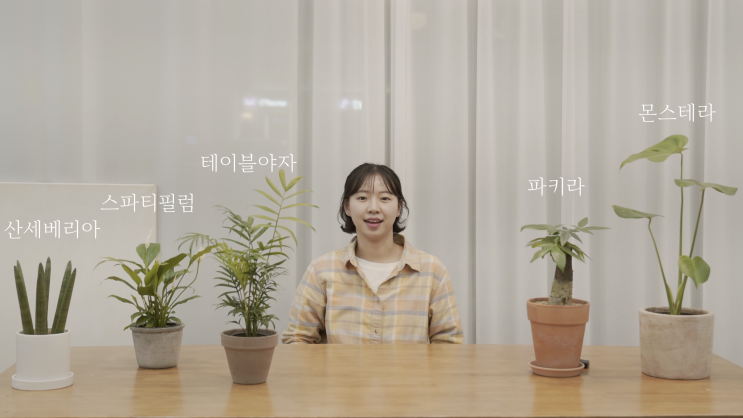 공기정화식물 BEST5!