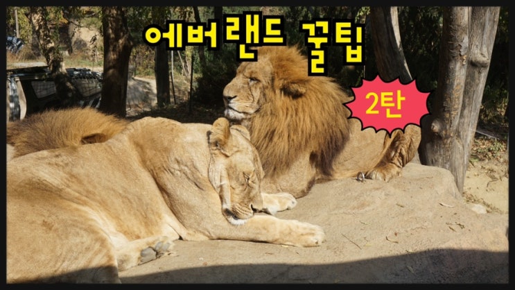 에버랜드 이것만 따라하세요 에버랜드 꿀팁 대공개! 2탄 (feat. 사파리월드 동물 종류 소개 / 백호 / 라이온킹)