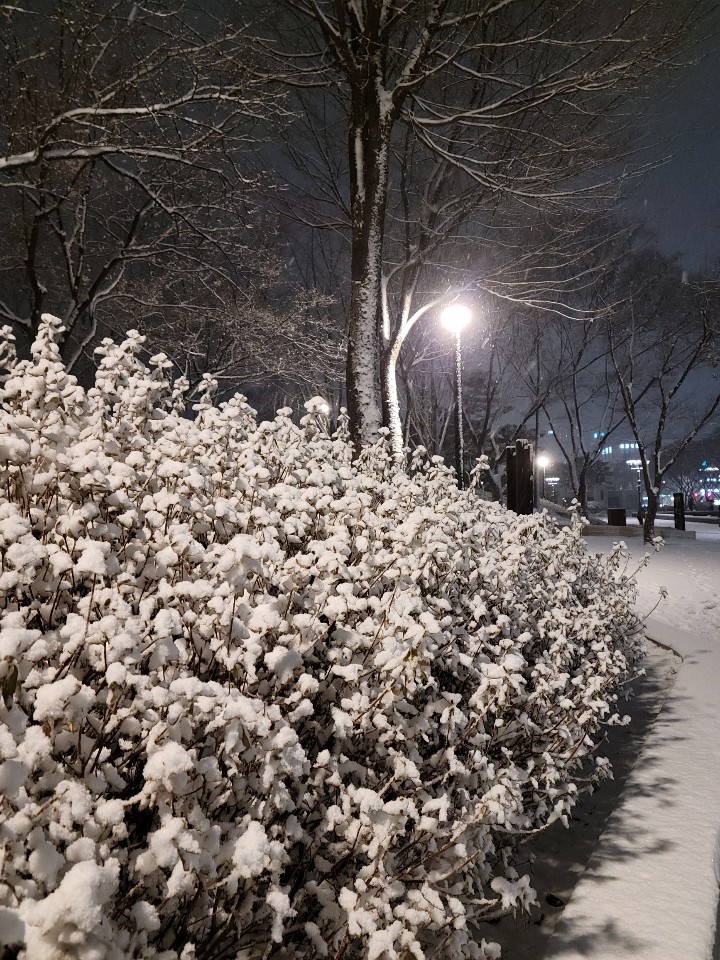  함박눈. 야경