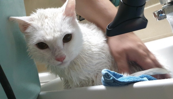 새해맞이 아이들 목욕시키기 고양이목욕