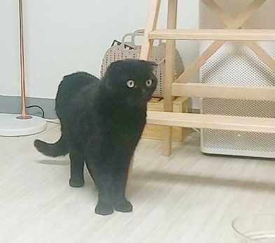  스코티시폴드 고양이의 유전병, 골연골 이형성증(스코티시폴드를 입양한다는 것)