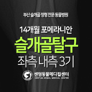  [슬개골 탈구 수술 증례] 14개월 / 포메라니안 / 3기 (부산 슬개골 수술전문 동물병원, 센텀동물메디컬센터)