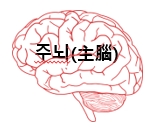  그대 뇌(腦)가 ‘번뇌, 고뇌’가 아닌 ‘주뇌’가 되게 하라