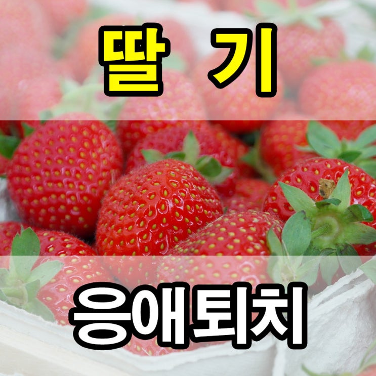  딸기 농장 응애 제거 및 흰가루병 퇴치 - 염류해소의 정석 (충남 논산시 은진면)