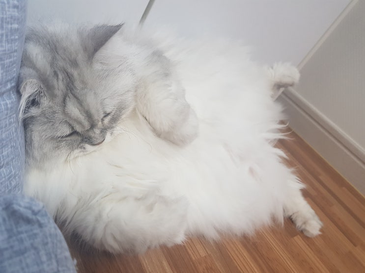  고양이 경련, 떨림 대처 요령
