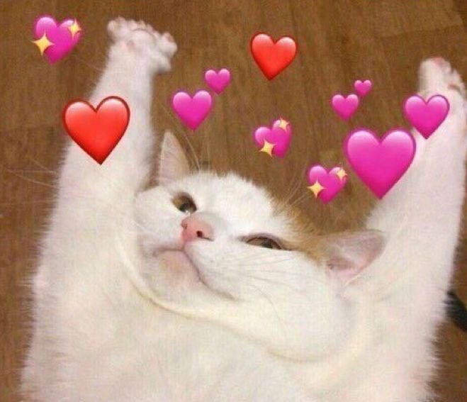 동물짤 냥짤 말랑 말랑 고양이 뱃살 만지기 : 네이버 블로그