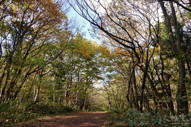  제주도 혼자 뚜벅이 여행 | 가볼만한 곳, 사려니숲길 완주