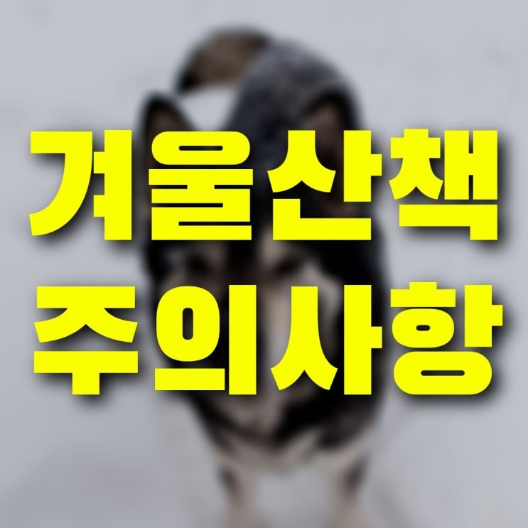  겨울철 강아지 산책 이것 모르고 나가면 위험하다