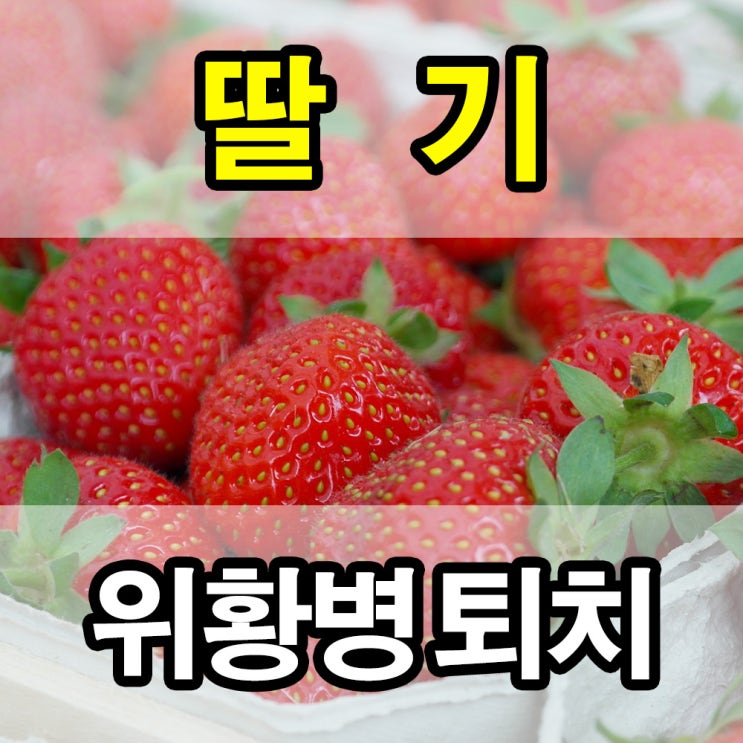  딸기 농장 위황병(시들음병/짝귀) 퇴치 - 염류해소의 정석 (충남 논산시 상월면)