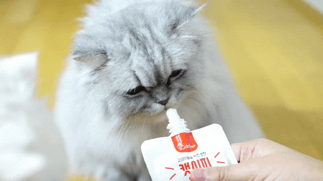  고양이 변비, 캣시피 고양이츄르로 케어해요