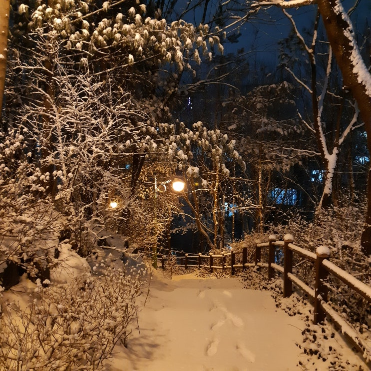  2021년 함박눈(무학봉 눈 내린 풍경)