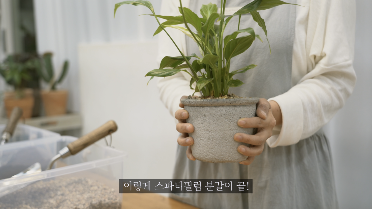  꽃도 피고 공기 정화에도 좋은 스파티필럼(스파티필름)