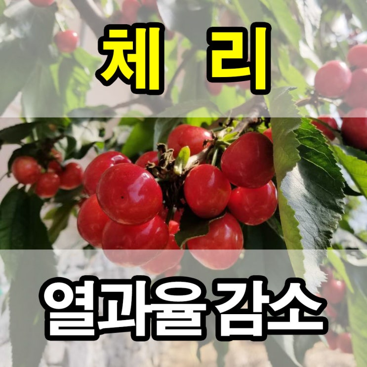  체리 농장 열과율 감소 - 염류해소의 정석 시비 (중국 요녕성 대련 와방점)
