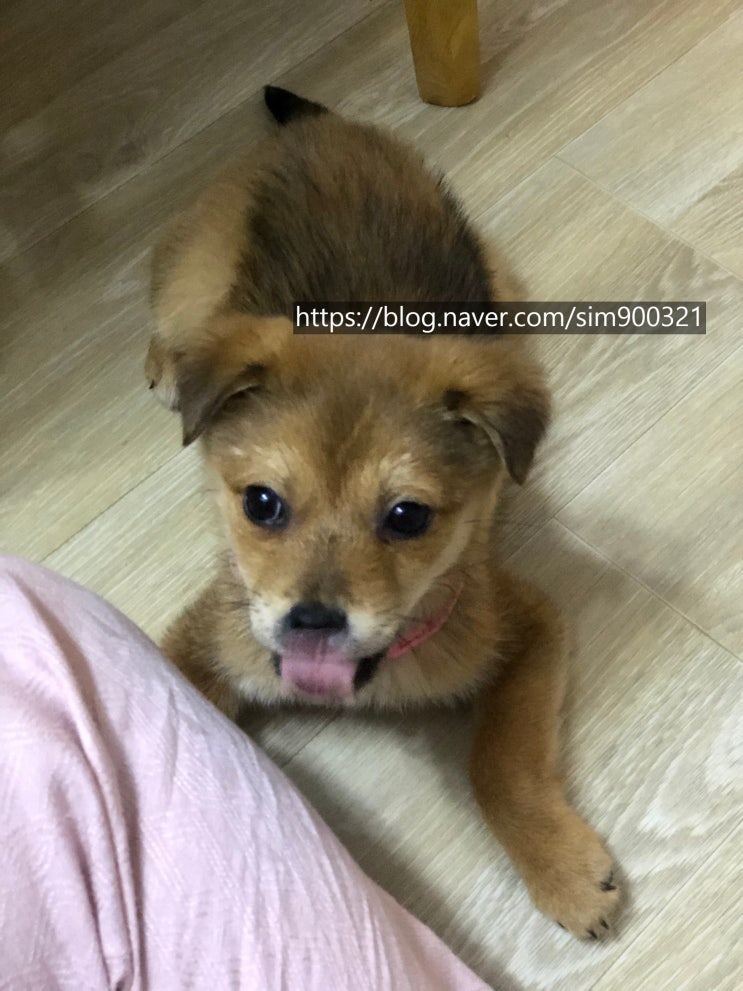  [칠백이] 반려견 첫 입양 시 필요한 준비물 / 비용 / 주의사항
