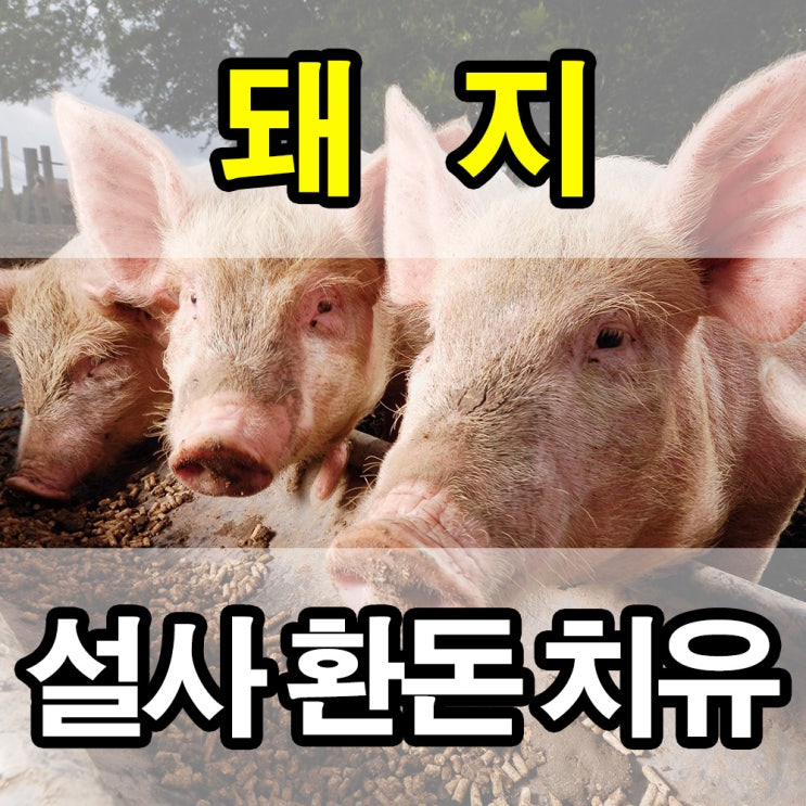 돼지 설사 치유 - 중국 충칭 양돈장 TN043 적용 결과