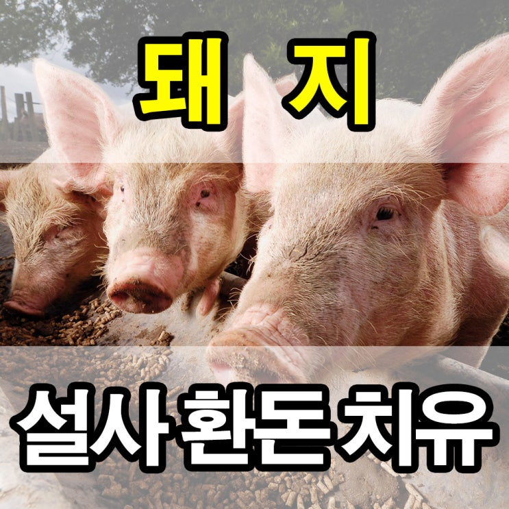  돼지 설사 치유 - 중국 충칭 양돈장 TN043 적용 결과