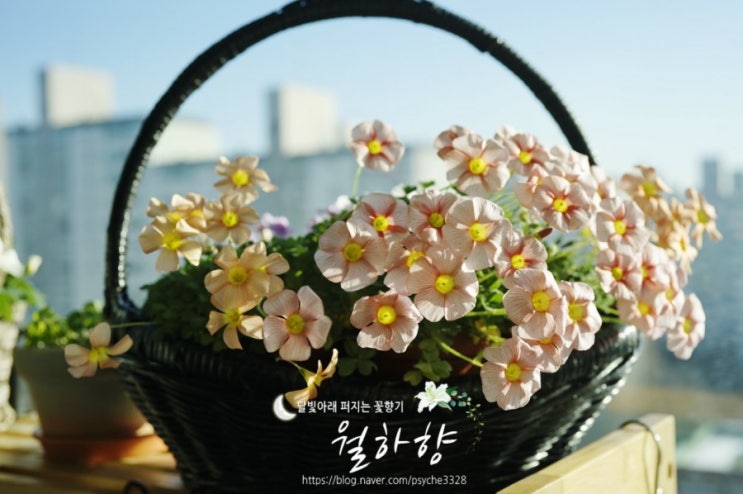  추운날에도 햇살만 있으면 꽃을 피우는 사랑초들