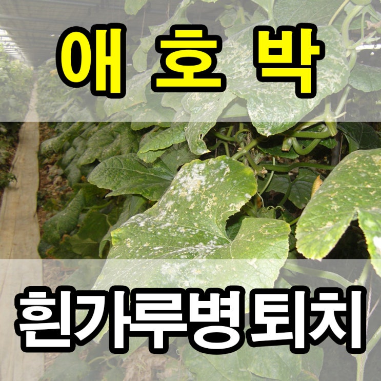  애호박 흰가루병 퇴치 - 염류해소의 정석 시비 (충북 충주시)