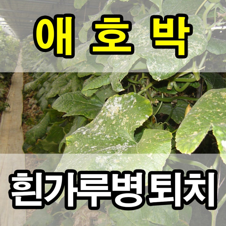 애호박 흰가루병 퇴치 - 염류해소의 정석 시비 (충북 충주시)