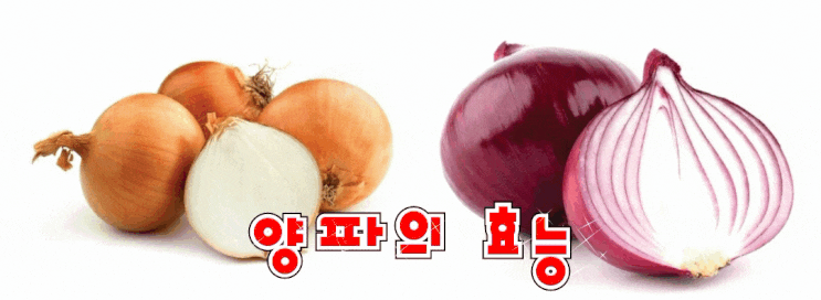  양파는 금보다 더 좋다!