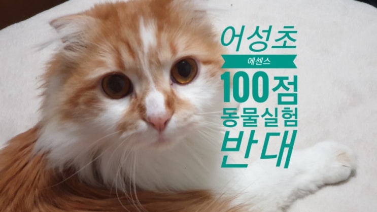  어성초 에센스 100점  동물실험반대 비건화장품