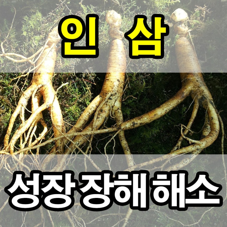 인삼 성장 장해 해소 - 염류해소의 정석 시비 (충북 영동군)