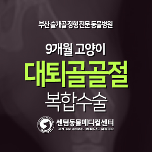  [치료 증례] 9개월 / 고양이 / 좌측 대퇴골 골두, 대퇴골 원위부 골절 (부산 외과박사 수술 동물병원, 센텀동물메디컬센터)
