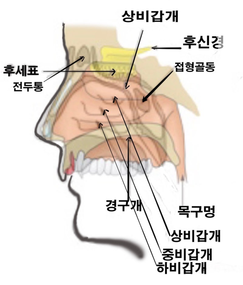 [산재사고] 두부손상 후 미각과 후각 상실-후유장해 등급은? : 네이버 블로그