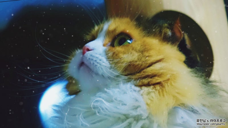 고양이 골골송을 내는 원인, 그르렁과 가르릉 소리의 이유는? : 네이버 블로그 고양이 골골송을 내는 원인, 그르렁과 가르릉 소리의 이유는? : 네이버 블로그