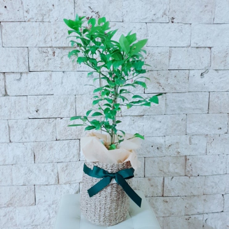  플라워페이지*꽃이 핀 레몬나무 강남구청역꽃집