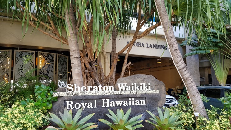 하와이 여행 : 하와이 쉐라톤 와이키키 호텔