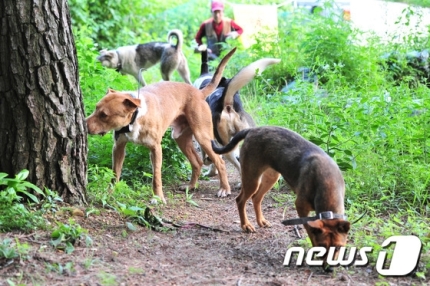  안내 “맹견보험이요?”… 의무화 요구에 콧방귀 뀌는 ‘보험사’