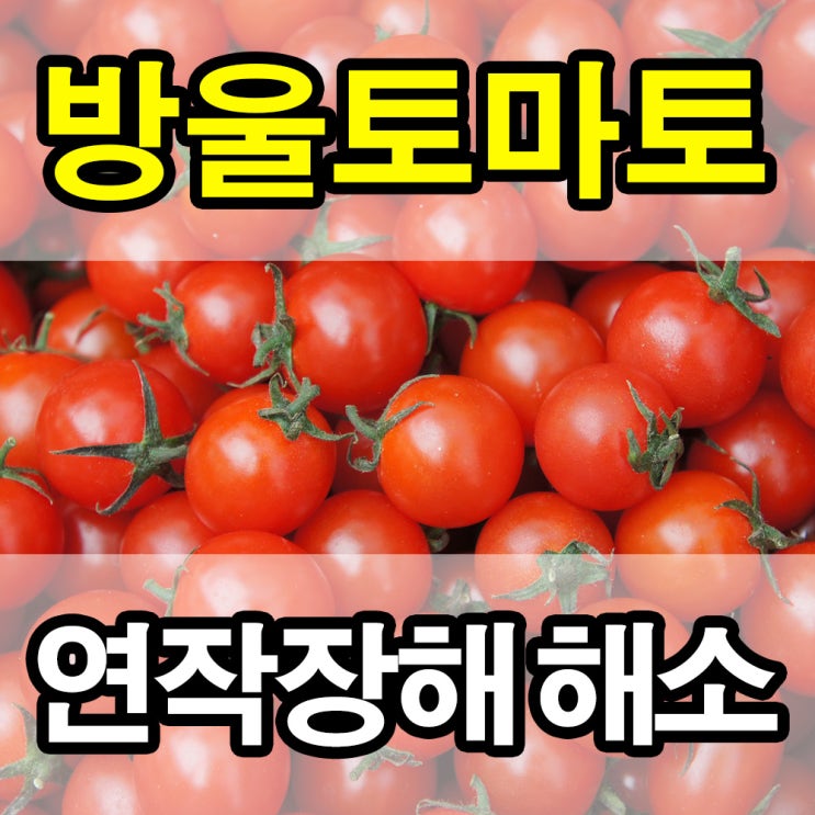  방울토마토 시설하우스 연작장해 해소 - 염류해소의 정석 시비 (충남 부여군 세도면 방울토마토 양)