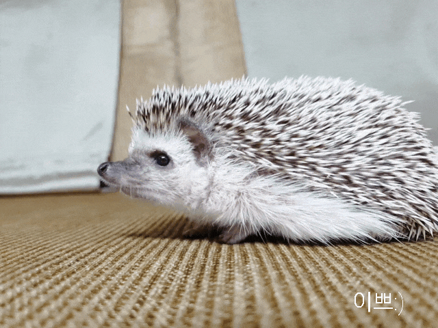  [고슴도치] 포근한 담요가 좋은 다솜이