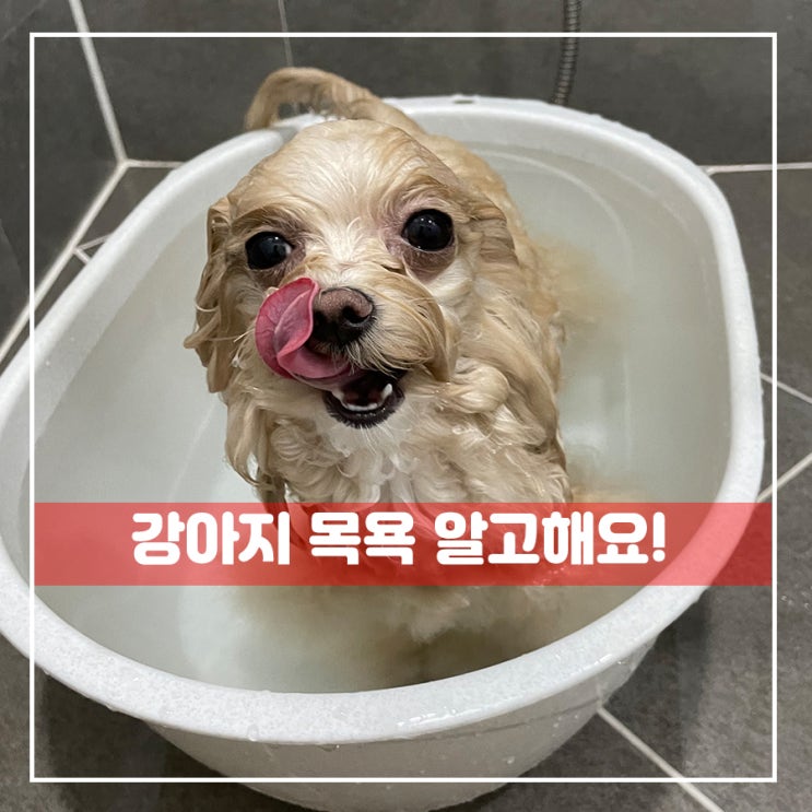  강아지 목욕주기 순서 알아봐요