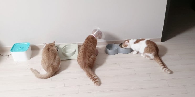 고양이 합사 노하우 - 다묘가정의 첫걸음