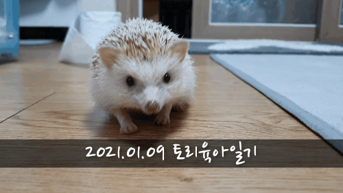  [2021.01.09] 토리 육아일기