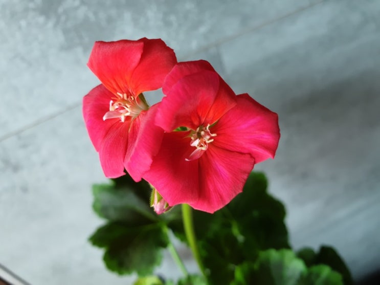  초콜렛 체리 <Chocolate Cherry>