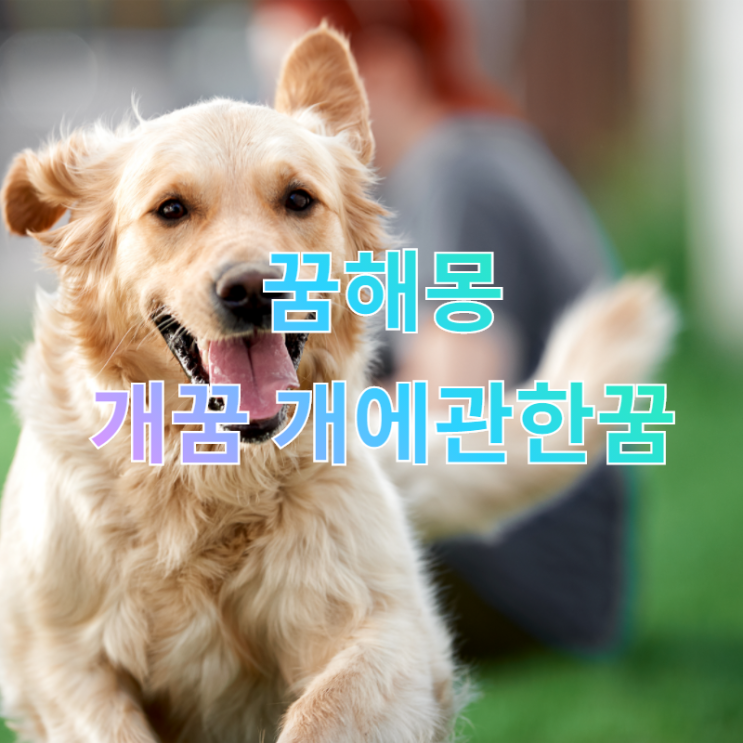  [꿈해몽] 개꿈 개에관한꿈