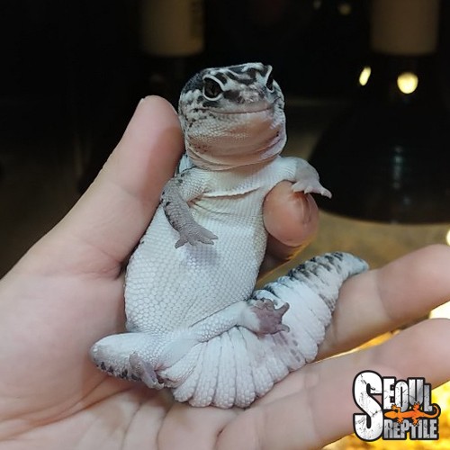 레알 심쿵, 귀여운 도마뱀 사진! 펫테일 게코(화이트아웃 오레오) White-Out Oreo Fat-Tail  Gecko/Hemitheconyx Caudicinctus : 네이버 블로그