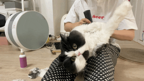  고양이 후추 정기검진 전 부분미용;셀프미용