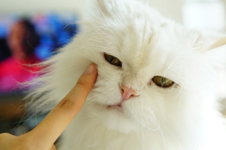  고양이 치석제거 간식, 고양이 스케일링 비용 상세정리